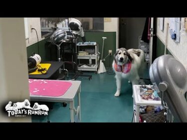 シャンプーへ行き束の間の白さを取り戻したベルです　Great Pyrenees　グレートピレニーズ