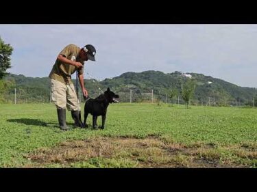【甲斐犬】瑞稀くんの手術の日程と今後のご報告