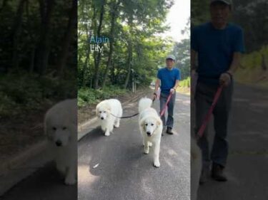Alain アラン Lily リリー #greatpyrenees #todaysrunrun #グレートピレニーズ #今日のルンルン