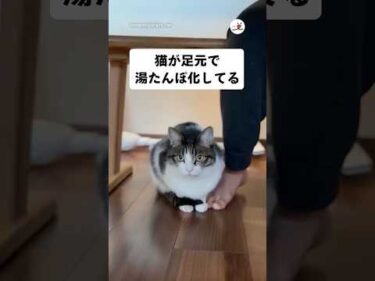 お互いあったかいね😽🧑🏻❤️｜PECO