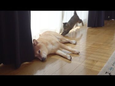 お昼寝中の柴犬に突然の悲劇‥『まさか』の出来事が。