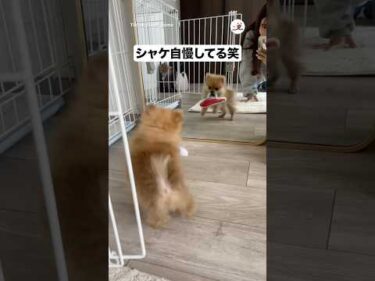 鏡の自分にシャケ自慢してる｜PECO