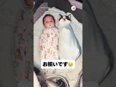 猫ってお包みできるんだ😳｜PECO