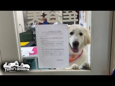 家族と離れてひとりのシャンプーは少し不安なリリーです　Great Pyrenees　グレートピレニーズ