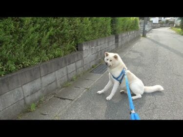 【秋田犬ゆうき】工事がお休みなのをしっかり何度も確認して苦手な重機の前を通過する【akita dog】