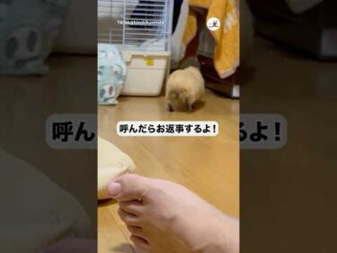 【モルモット】呼んだら返事してこっちへ来るよ！｜PECO