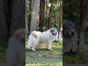 Belle ベル #greatpyrenees #todaysrunrun #グレートピレニーズ #今日のルンルン