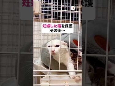 【保護猫】出産後、子育て頑張ってるママ🎀｜PECO