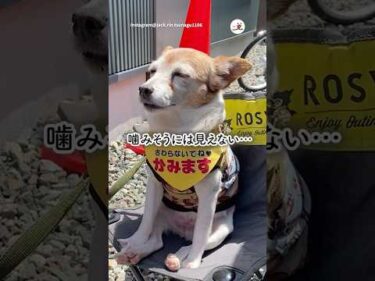 【看板犬】こう見えて噛みますよ｜PECO