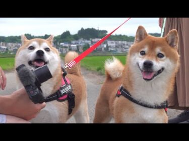 飼い主が入院中で落ち込む柴犬。思わぬサプライズで笑顔に変わる瞬間。