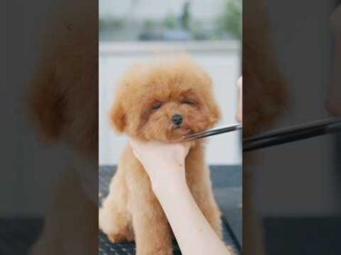 可愛すぎるトイプーの子犬、初トリミングでこんな姿に！#asmr #shorts  #子犬 #トリミング #asmr #ヘアカット