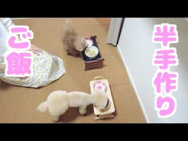 愛犬の調子が悪いのでご飯が半分手作りになりました【トイプードル】