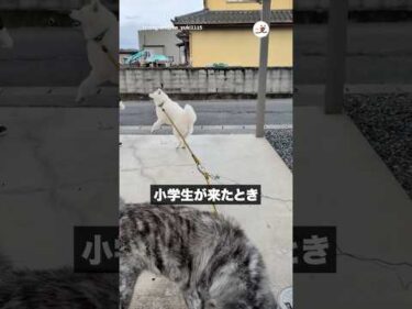 イッヌの尻尾はわかりやすい｜PECO