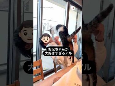 両思いなのに…｜PECO