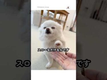 待ってくれる飼い主さんも素敵✨｜PECO