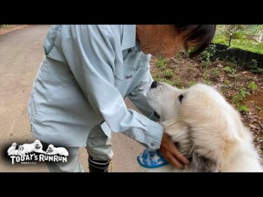 久しぶりに軽トラさんに会えて嬉しそうなアランです　Great Pyrenees　グレートピレニーズ