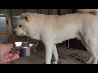 【秋田犬ゆうき】夜鳴きの期間は何も食べたくなくなるのでフードを食べない日々が続きます【akita dog】