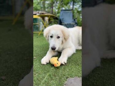 Lily リリー #greatpyrenees #todaysrunrun #グレートピレニーズ #今日のルンルン