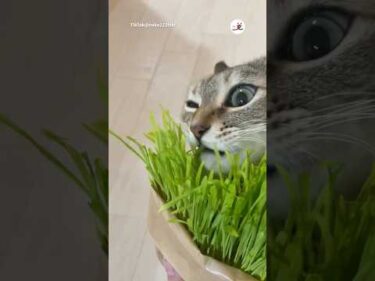 猫草好きすぎる猫｜PECO