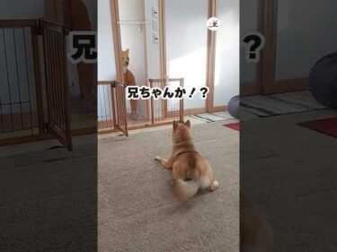【帰省サプライズ】マスク被っても匂いで気づくのね🤭｜PECO