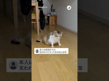 どっちに倒れるか迷うねこ｜PECO