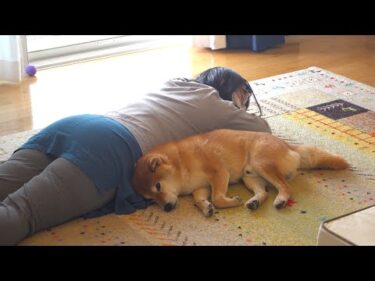 柴犬と大好きなママ‥お昼寝を覗くと可愛すぎる現象が。