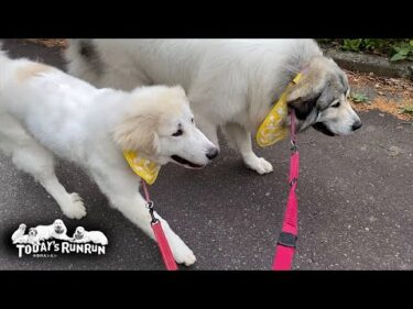おそろいの黄色いスタイで仲良く散歩したベルとリリーです　Great Pyrenees　グレートピレニーズ