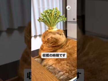 すごい生えてる｜PECO