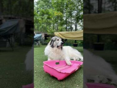 Belle ベル #greatpyrenees #todaysrunrun #グレートピレニーズ #今日のルンルン