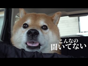 柴犬は病院行きを確信すると魂が抜け犬語で猛クレームを入れました。