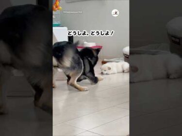 犬もキュートアグレッション出るんだ🤭｜PECO