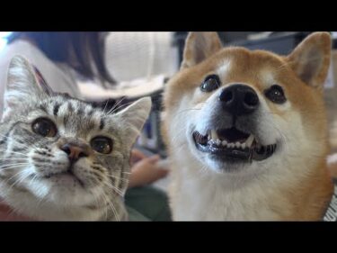 柴犬と猫の譲渡先へ‥出会ってすぐとは思えない程の光景に。