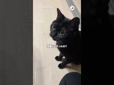 【日常】猫と主さんの会話｜PECO