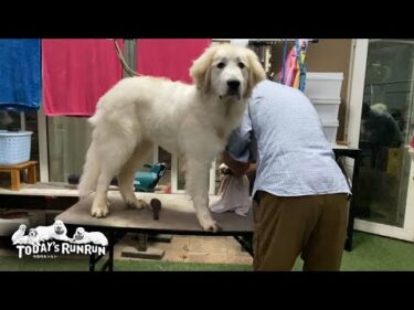あちこち掘り返して泥だらけになったリリーです　Great Pyrenees　グレートピレニーズ
