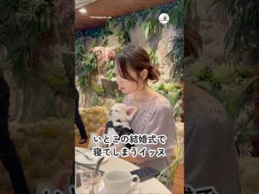 いとこの結婚式で寝てしまうイッヌ🐶｜PECO