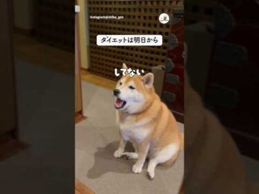 ダイエットは明日から｜PECO #shorts