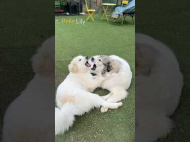 Belle ベル Lily リリー #greatpyrenees #todaysrunrun #グレートピレニーズ #今日のルンルン