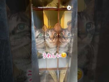 たまにあるお見送りとお出迎えが嬉しい☺️｜PECO