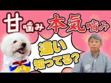 【犬のしつけ】犬が噛む理由とは？甘噛みと本気噛みの違いと対処法