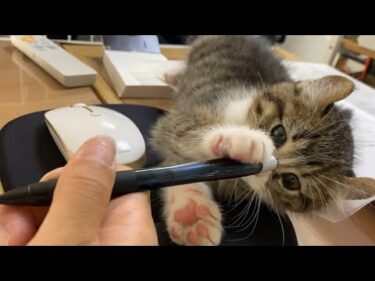 子猫がいる職場の様子　workplace with kittens
