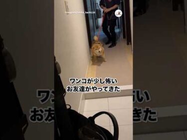 飼い主さんの神配慮✨｜PECO