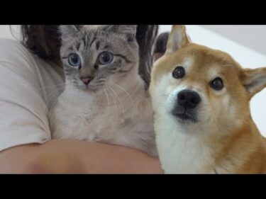 柴犬と一緒に猫と過ごす最後の夜‥涙が止まりませんでした。