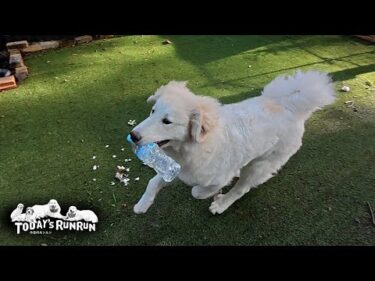 お父さんの部屋からペットボトルを持ち出し狂喜乱舞で走り回るリリーです　Great Pyrenees　グレートピレニーズ