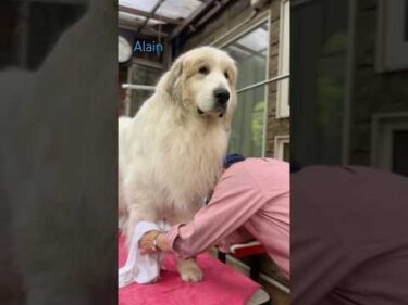 Alain アラン #greatpyrenees #todaysrunrun #グレートピレニーズ #今日のルンルン