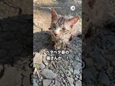 粘着シートがくっついてしまった猫さんを保護して…｜PECO