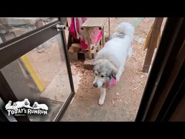 おやつに釣られてあっさり犬舎に入ったアランとベルとリリーです　Great Pyrenees　グレートピレニーズ