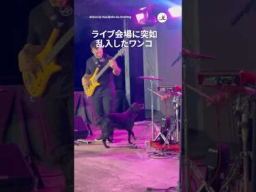 突然バンドに乱入した犬が……｜PECO