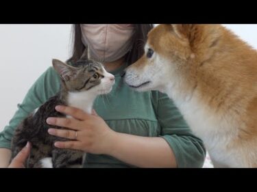 ありがとう、またね‥柴犬と一番仲良しだった猫が譲渡先へ旅立ちました。