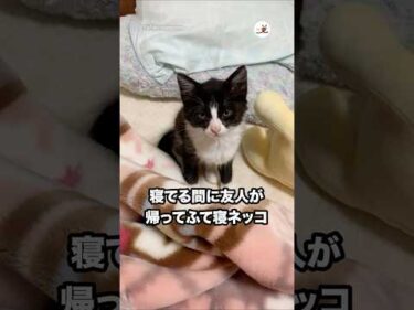 🐱「帰るなら起こしてよ…」｜PECO