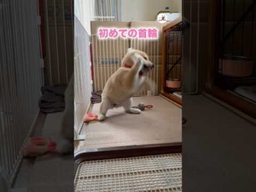 最初は皆んな通る道｜PECO